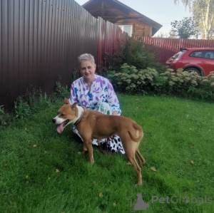 Zdjęcie №4. Sprzedam pies nierasowy w Rzeka Moskwa. prywatne ogłoszenie - cena - Bezpłatny