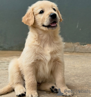 Zdjęcie №1. golden retriever - na sprzedaż w Berlin | negocjowane | Zapowiedź №155487
