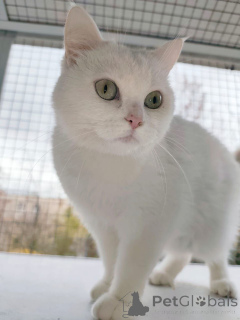 Zdjęcie №2 do zapowiedźy № 163544 na sprzedaż   - wkupić się Federacja Rosyjska prywatne ogłoszenie