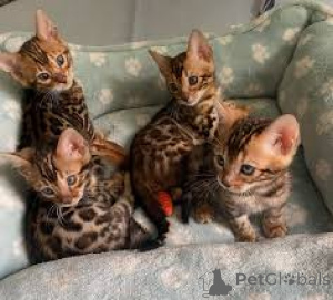 Zdjęcie №1.  - na sprzedaż w Budapeszt | negocjowane | Zapowiedź № 159398