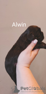 Dodatkowe zdjęcia: Szczenięta shih-tzu czekoladowe SWKiPR PPK WKU