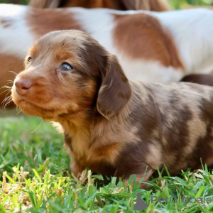 Zdjęcie №2 do zapowiedźy № 150728 na sprzedaż  jamnik - wkupić się Niemcy ze schronu, hodowca