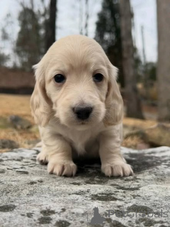 Zdjęcie №1. jamnik - na sprzedaż w Warszawa | negocjowane | Zapowiedź №163975