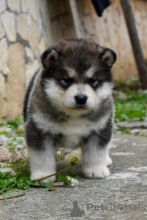 Zdjęcie №3. Szczenięta Alaskan Malamute. Serbia