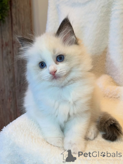 Zdjęcie №2 do zapowiedźy № 169843 na sprzedaż  ragdoll - wkupić się Niemcy hodowca