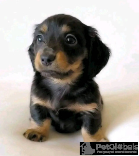 Zdjęcie №3. Szczeniak jamowy do adopcji. Niemcy