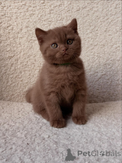 Zdjęcie №1. kot brytyjski krótkowłosy - na sprzedaż w Monachium | negocjowane | Zapowiedź № 165687