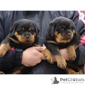 Zdjęcie №1. rottweiler - na sprzedaż w Aachen | 1465zł | Zapowiedź №103860