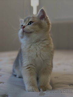 Zdjęcie №3. Pełen wdzięku, ciekawski i pełen miłości delikatny blask Luny rozświetla każdy. Wielka Brytania