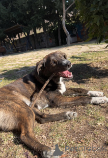Zdjęcie №3. Wyszkolony organ nadzorczy do twojego domu. Gruzja