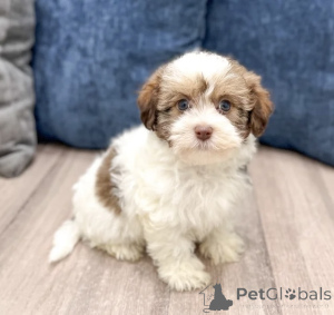 Zdjęcie №3. Najsłodszy, jaki dzisiaj zobaczysz. Finlandia