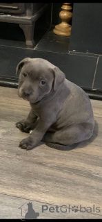 Zdjęcie №3. Staffordshire Bull Terrier.. Szwecja