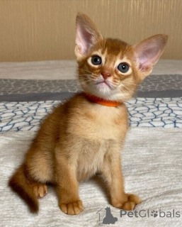 Zdjęcie №1. kot abisyński - na sprzedaż w Beierdorf | negocjowane | Zapowiedź № 167577