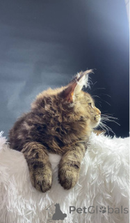 Zdjęcie №2 do zapowiedźy № 143878 na sprzedaż  maine coon - wkupić się Federacja Rosyjska od żłobka
