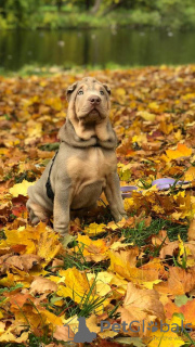 Zdjęcie №1. shar pei - na sprzedaż w Petersburg | 3163zł | Zapowiedź №13374