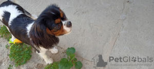 Zdjęcie №1. cavalier king charles spaniel - na sprzedaż w Kijów | 6875zł | Zapowiedź №11623