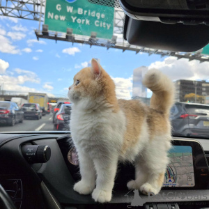 Zdjęcie №1. kot brytyjski krótkowłosy - na sprzedaż w Glendalyugh | negocjowane | Zapowiedź № 156777