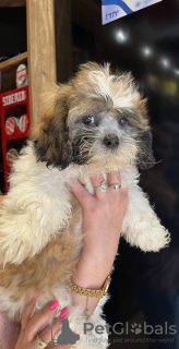 Zdjęcie №3. Szczęście w domu. Izrael