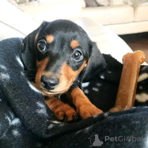 Zdjęcie №3. Szczenięta jamisty do adopcji. Niemcy