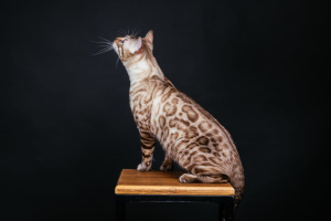 Zdjęcie №4. Sprzedam kot bengalski w Krasnojarsk. prywatne ogłoszenie - cena - Negocjowane