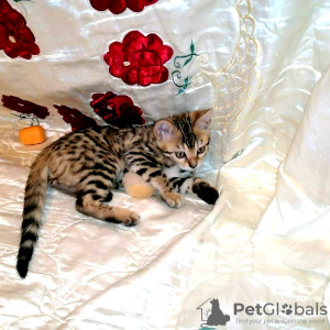 Zdjęcie №2 do zapowiedźy № 10473 na sprzedaż  kot bengalski - wkupić się Federacja Rosyjska od żłobka, hodowca