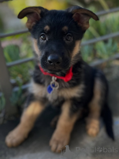 Zdjęcie №2 do zapowiedźy № 163768 na sprzedaż  owczarek niemiecki - wkupić się Szwajcaria prywatne ogłoszenie, hodowca