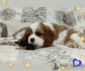 Dodatkowe zdjęcia: Obiecujący chłopiec Cavalier King Charles Spaniel