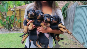 Zdjęcie №1. doberman - na sprzedaż w Berlin | 3827zł | Zapowiedź №137777