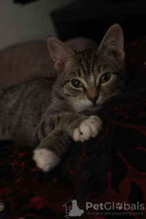 Zdjęcie №3. Kochany 3-miesięczny kociak Stepan w dobrych rękach. Federacja Rosyjska