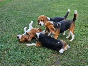 Zdjęcie №1.  - na sprzedaż w Amstetten | 2780zł | Zapowiedź №161138