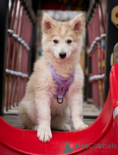 Zdjęcie №2 do zapowiedźy № 138830 na sprzedaż  pies nierasowy - wkupić się Federacja Rosyjska 