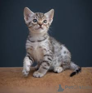 Zdjęcie №3. Ocicat-kissanpennut adoptoitavaksi. Finlandia