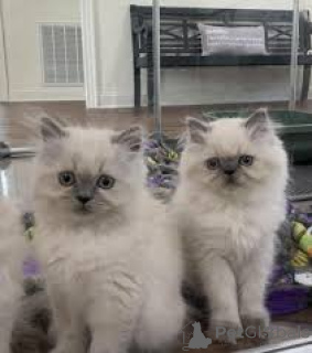 Zdjęcie №1. himalayan (rasa kota) - na sprzedaż w Bruksela | 2317zł | Zapowiedź № 165844