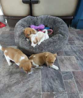 Zdjęcie №2 do zapowiedźy № 172855 na sprzedaż  jack russell terrier - wkupić się Cypr prywatne ogłoszenie