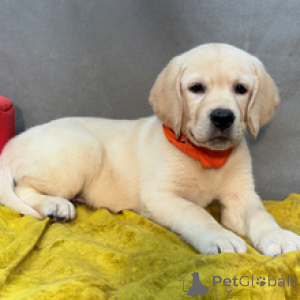 Zdjęcie №1. labrador retriever - na sprzedaż w Berlin | 2870zł | Zapowiedź №173204