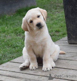Zdjęcie №3. Zdrowe i wesołe szczenięta labradora dostępne dla kochających domów.. Niemcy
