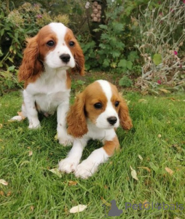 Zdjęcie №2 do zapowiedźy № 124801 na sprzedaż  cavalier king charles spaniel - wkupić się Austria 