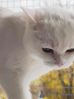 Zdjęcie №3. Snezhanna szuka domu!. Federacja Rosyjska