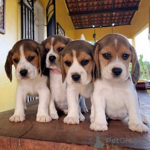 Zdjęcie №1. beagle (rasa psa) - na sprzedaż w Vienna | 1256zł | Zapowiedź №47503