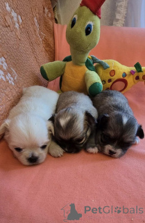 Zdjęcie №3. Chihuahua, piękny mini szczeniak. Serbia