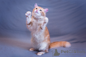 Dodatkowe zdjęcia: Prześliczny kot Ryzhik w dobrych rękach