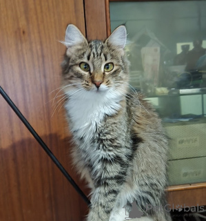 Zdjęcie №4. Sprzedam  w Mińsk.  - cena - Bezpłatny