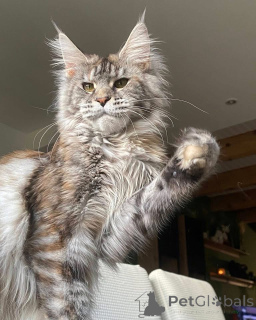 Zdjęcie №3. Kotek Maineoon. Wielka Brytania