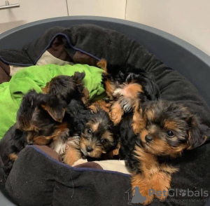 Zdjęcie №3. Szczenięta HealthHero Yorkshire Terrier są już dostępne w kochających domach. USA