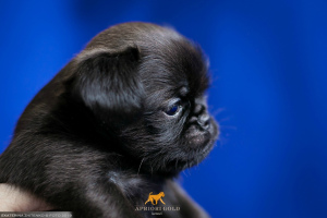 Zdjęcie №3. Czarny pies pty brabanson dostępny do rezerwacji. Federacja Rosyjska