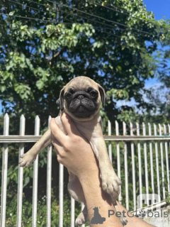 Zdjęcie №1. mops - na sprzedaż w Brandenburg | negocjowane | Zapowiedź №164349