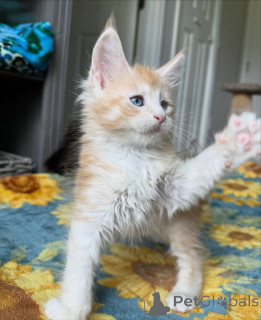 Zdjęcie №2 do zapowiedźy № 159301 na sprzedaż  maine coon - wkupić się Belgia prywatne ogłoszenie