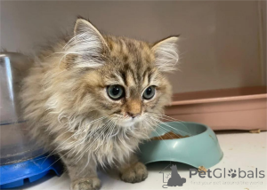 Zdjęcie №1. perskie - na sprzedaż w Arrondissement de Berchtesgaden-Campagne | 1674zł | Zapowiedź № 153065