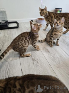 Zdjęcie №1. kot bengalski - na sprzedaż w Anderlecht | negocjowane | Zapowiedź № 160371