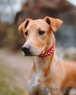 Zdjęcie №2 do zapowiedźy № 162509 na sprzedaż  pies nierasowy - wkupić się Federacja Rosyjska prywatne ogłoszenie